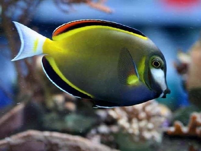 Японский хирург (Acanthurus japonicus) Японский хирург (Acanthurus japonicus)