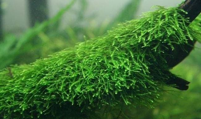 Яванский мох на ветке Яванский мох на ветке