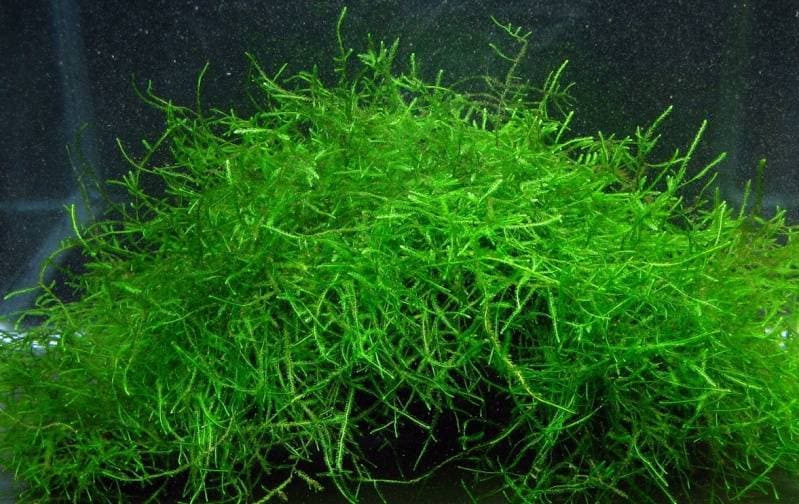 Яванский мох