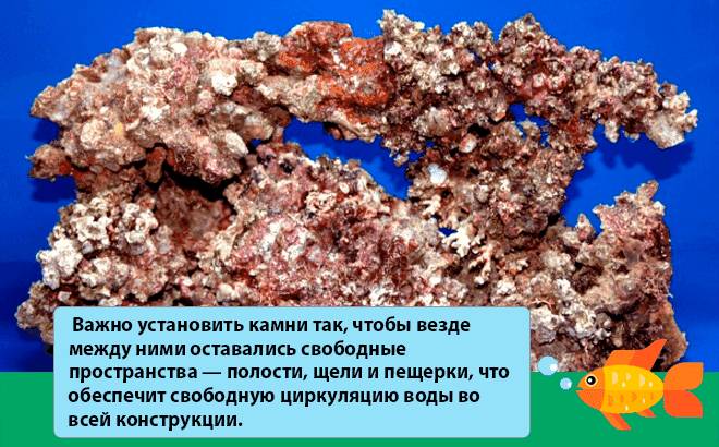 живые камни в морском аквариуме живые камни в морском аквариуме
