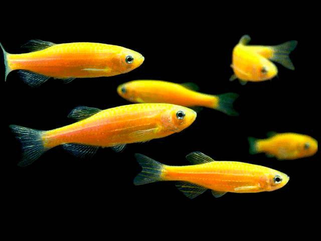 Жёлтый рерио Жёлтый рерио