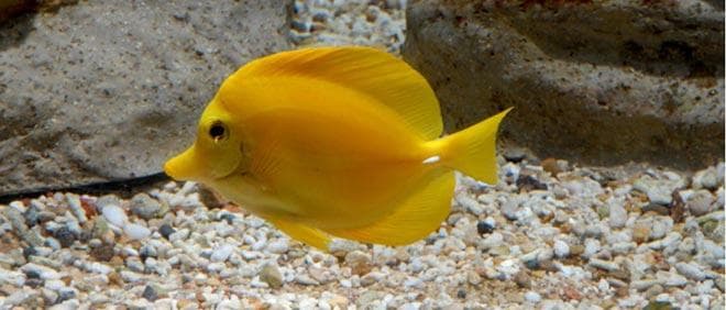 Зебрасома Зебрасома