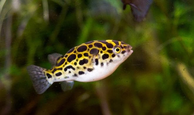 Зеленый тетрадон Зеленый тетрадон