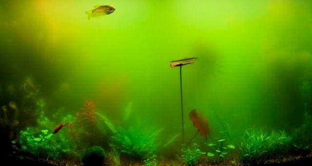 Зелёный цвет воды Зелёный цвет воды