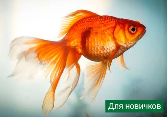 Золотая рыбка