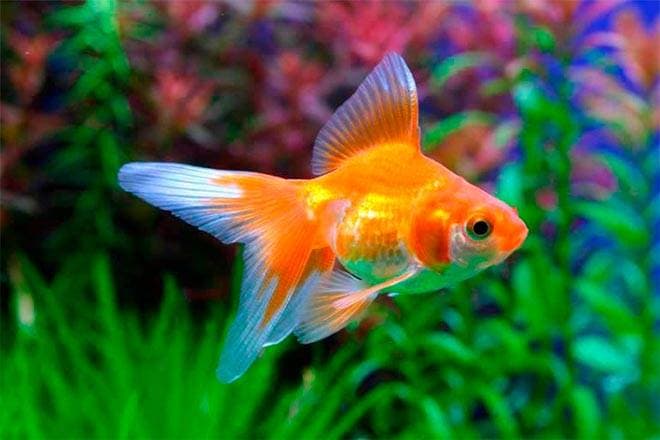 Золотая рыбка в аквариуме Золотая рыбка в аквариуме