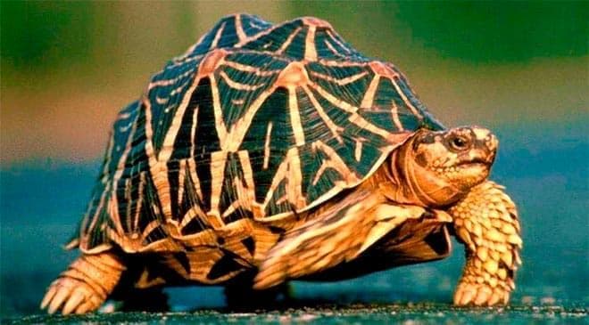 Звездчатая черепаха Звездчатая черепаха