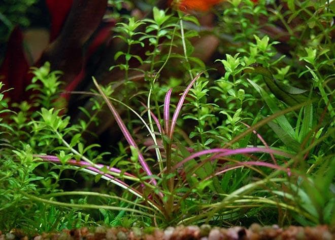 Эхинодорус нежный рубра (Echinodorus tenellus rubra) Эхинодорус нежный рубра (Echinodorus tenellus rubra)