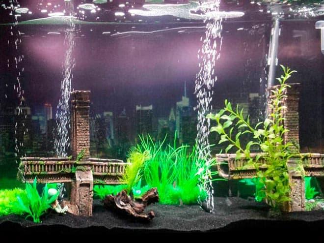 аэрация с растениями аэрация с растениями