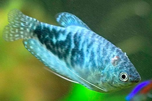 аэромоноз мраморного гурами аэромоноз мраморного гурами