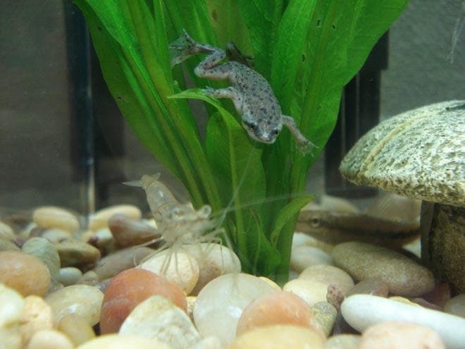 лягушки в аквариуме 20 литров лягушки в аквариуме 20 литров