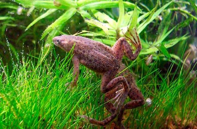 африканская карликовая лягушка африканская карликовая лягушка