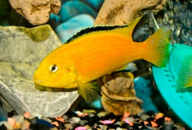 африканская цихлида