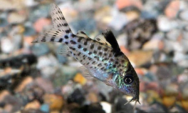 агасица агасица