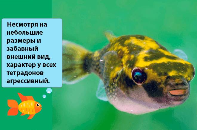 характер тетрадона характер тетрадона