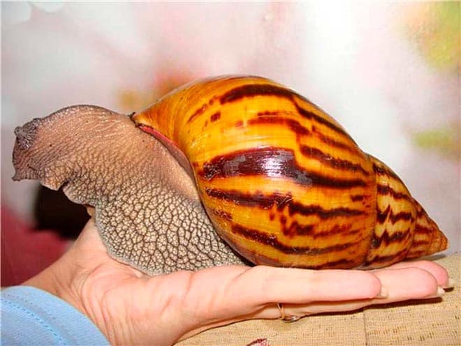 ахатина тигровая ахатина тигровая