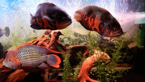 Акара и астронотус Акара и астронотус