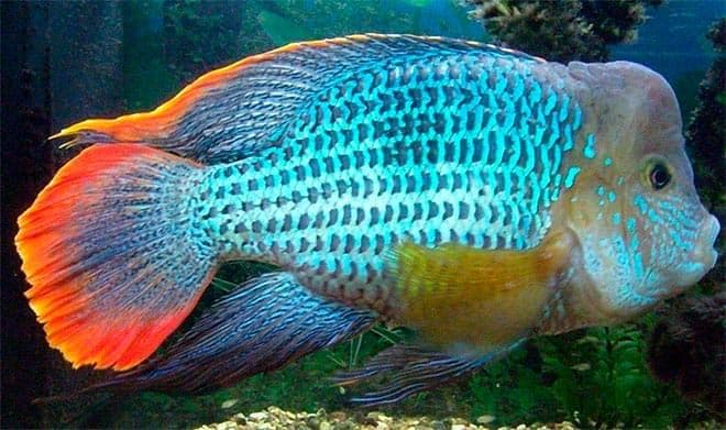 акара акара