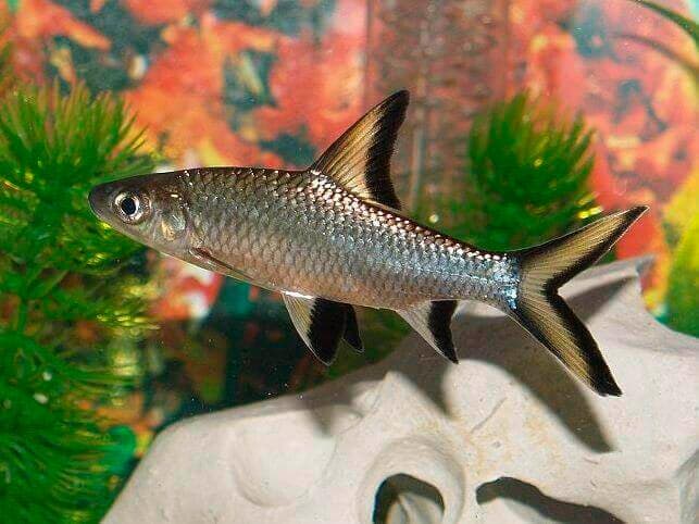 акулий барбус акулий барбус