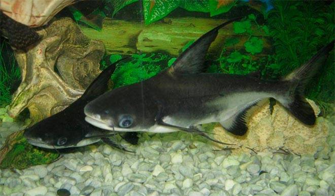 акулий сом акулий сом