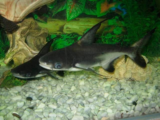 акулий сомик акулий сомик