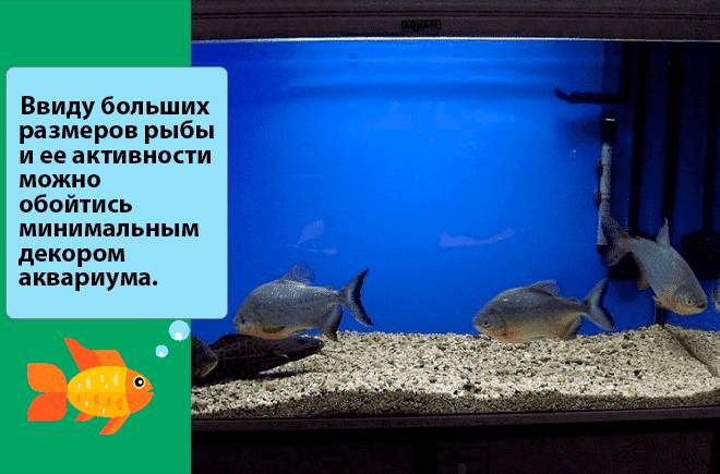 аквариум для рыбы паку аквариум для рыбы паку
