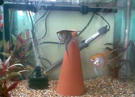 аквариум для размножения скалярий аквариум для размножения скалярий