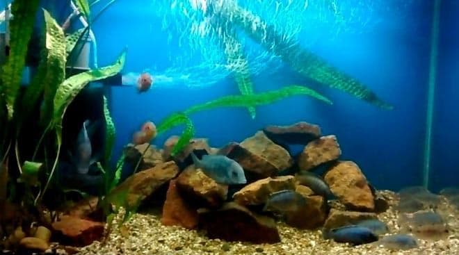 аквариум для голубого дельфина аквариум для голубого дельфина