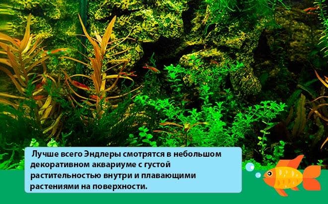 аквариум для гуппи эндлера аквариум для гуппи эндлера