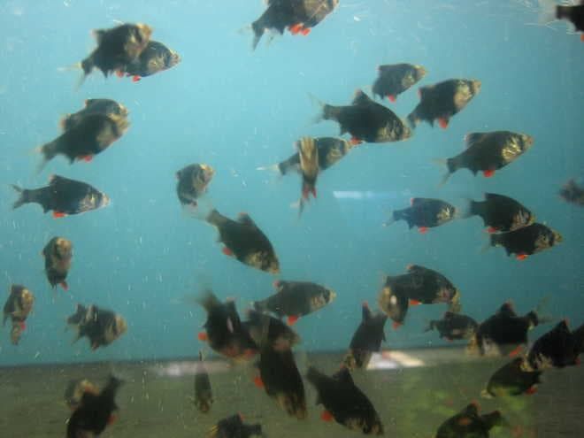 Стая барбусов Стая барбусов