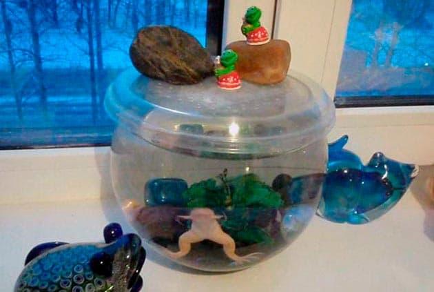 аквариум для лягушки аквариум для лягушки