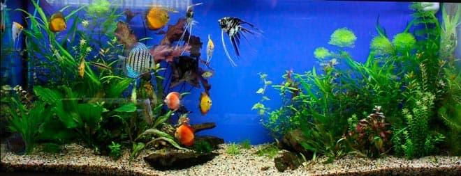 аквариум с растениями аквариум с растениями