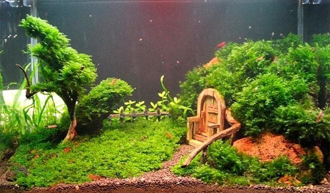 аквариум с растениями аквариум с растениями