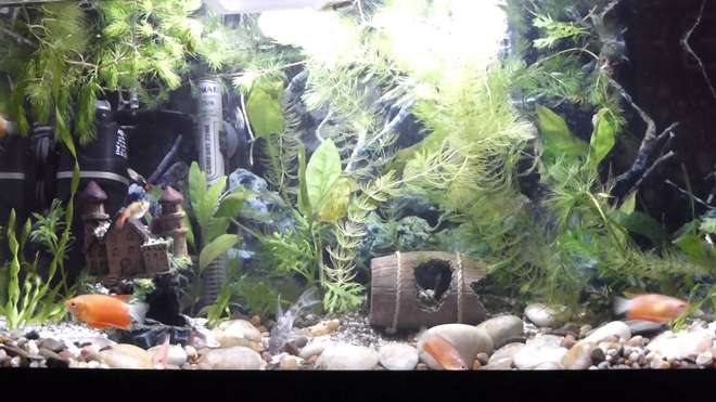 аквариум аквариум