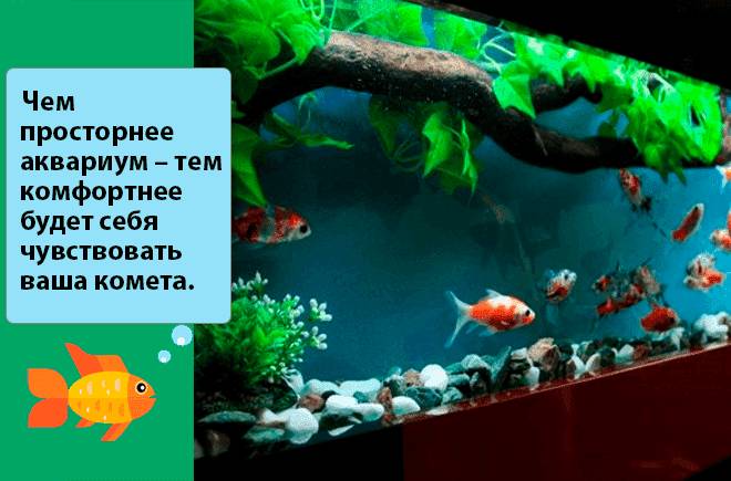 аквариум для рыбки кометы аквариум для рыбки кометы