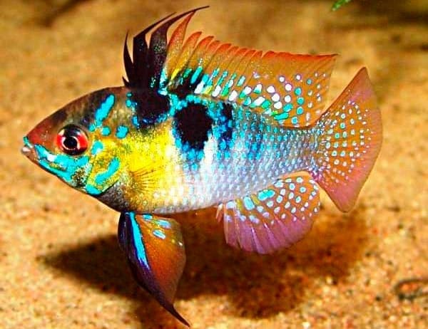 апистограмма апистограмма