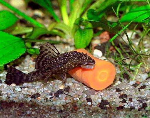 Анциструс ест Анциструс ест