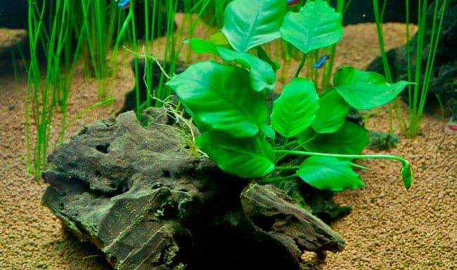 анубиас анубиас