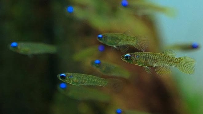 снеглазка норманна в аквариуме 20 литров снеглазка норманна в аквариуме 20 литров