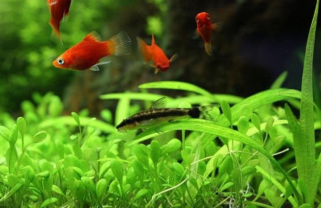 пицелии в аквариуме 20 литров пицелии в аквариуме 20 литров