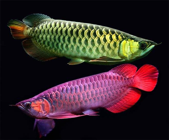 арована арована