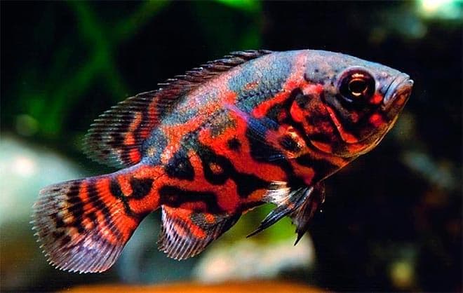 Астронотус Астронотус