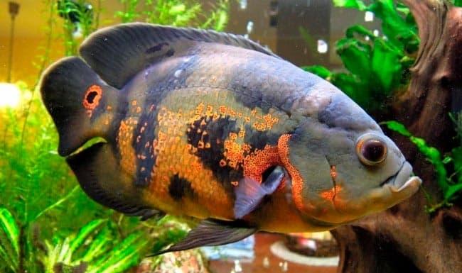 астронотус астронотус