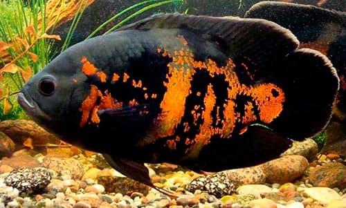 астронотус астронотус