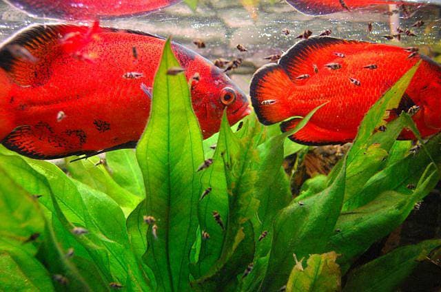 Астронотус красный и мальки Астронотус красный и мальки