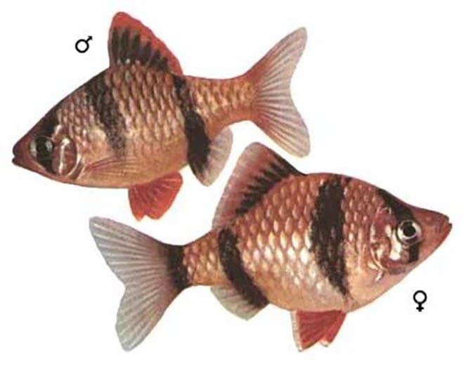 Отличия самки от самца барбуса Отличия самки от самца барбуса