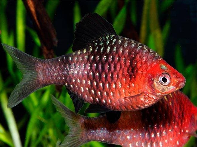 барбус черный барбус черный