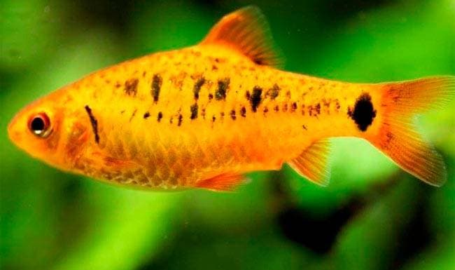 Барбус в аквариуме Барбус в аквариуме