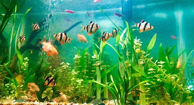 Барбусы в аквариуме Барбусы в аквариуме