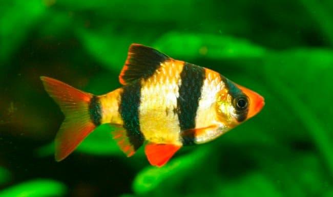 барбусы барбусы